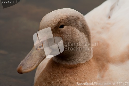 Image of Duck