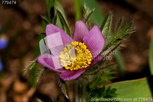 Image of pasque flower