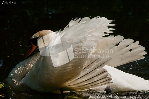 Image of Posing swan