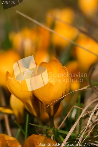 Image of yellow crocus