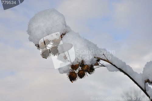 Image of Snow on a plant