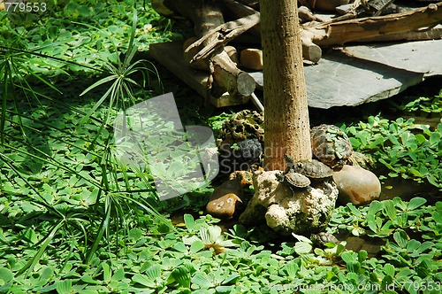 Image of turtles