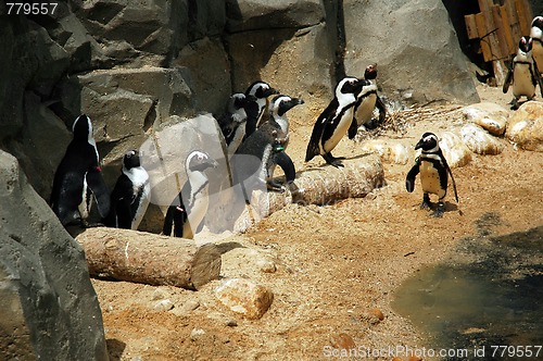 Image of penguin