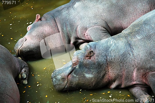 Image of river hippo