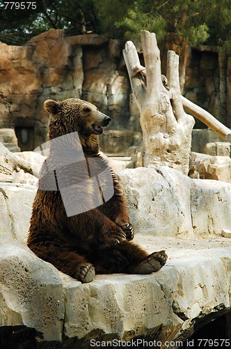 Image of brown bear