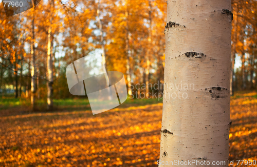 Image of Birch