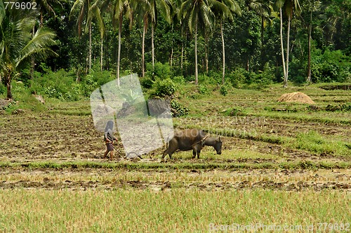 Image of Asian primitive farming