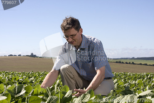 Image of Farmer examining the crop