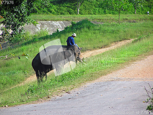 Image of Thailand Elephant