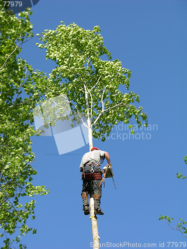 Image of Arborist 2