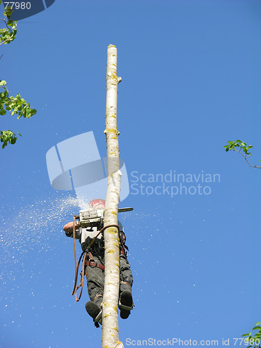 Image of Arborist 3