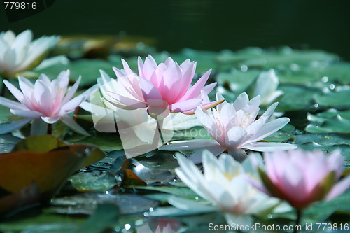 Image of Water lily