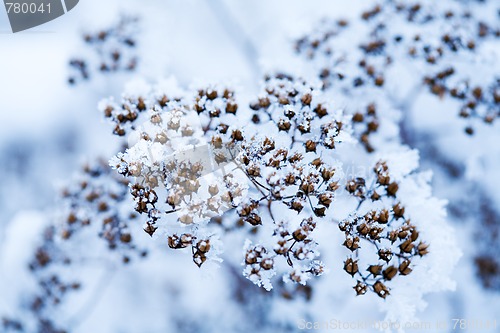 Image of Frozen flower