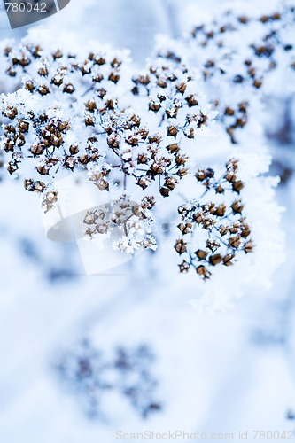 Image of Frozen flower