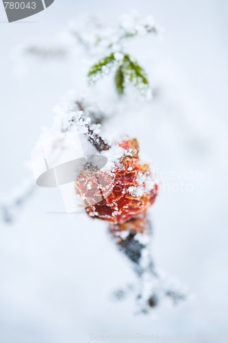 Image of Frozen rose bush