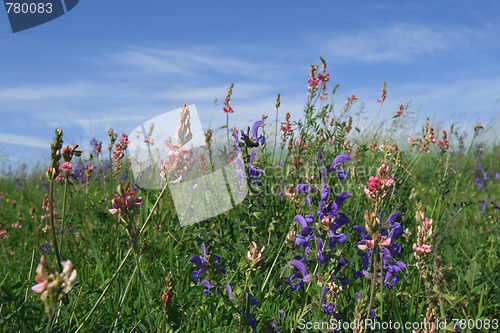 Image of Nature in spring