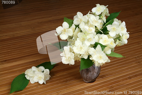 Image of Jasmine