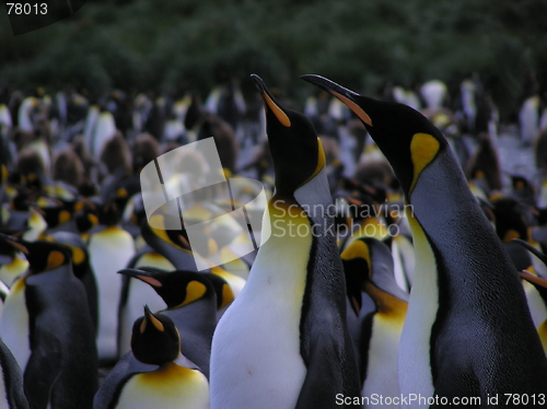 Image of King penguins