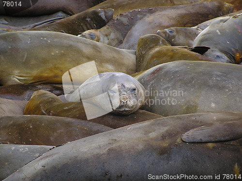 Image of Elephantseals