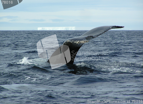 Image of Humpback whale