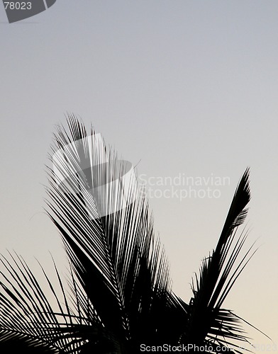 Image of Palm tree