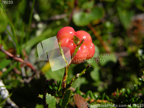 Image of Cloudberry