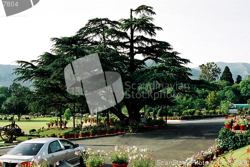 Image of tree with cannon