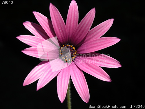 Image of flower macro