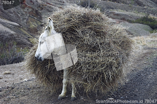 Image of loaded donkey