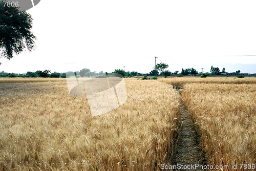 Image of Wheat field