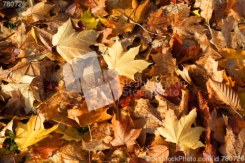 Image of Fallen Autumn Leaves