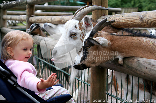 Image of In the zoo