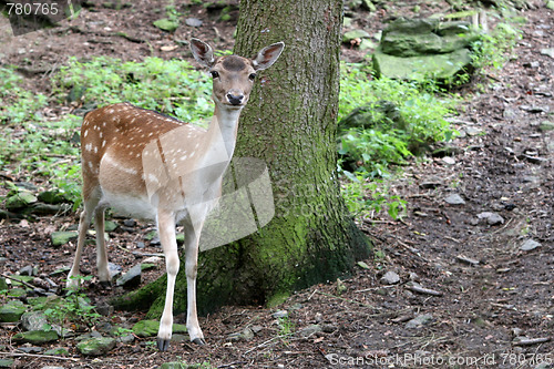 Image of In the zoo