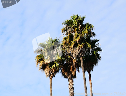 Image of palm trees