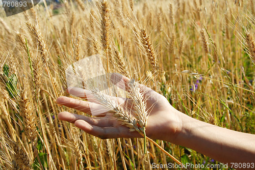 Image of Wheat ears