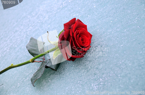 Image of Lone Red Rose On Ice