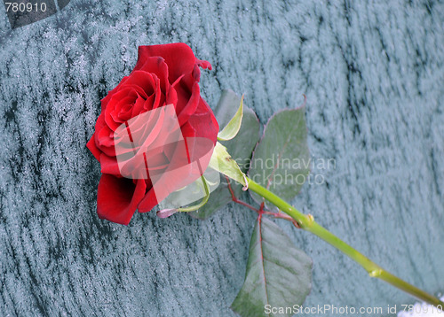 Image of Red Rose in the Winter