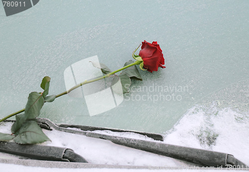 Image of Red Rose on Icy Windshield