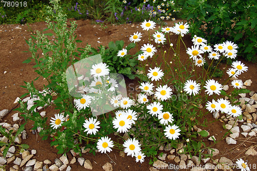 Image of Summer daisies