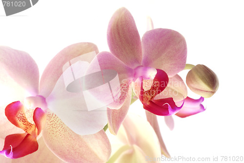 Image of Soft pink orchid
