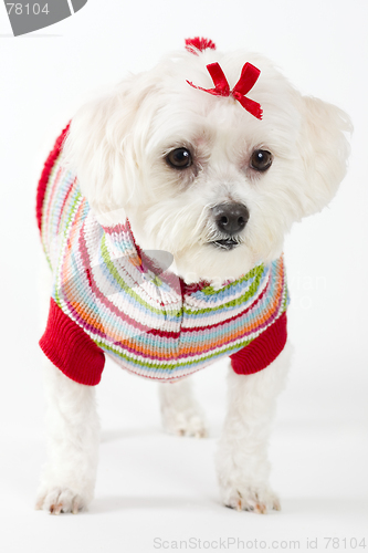 Image of Maltese terrier wearing knitted jumper