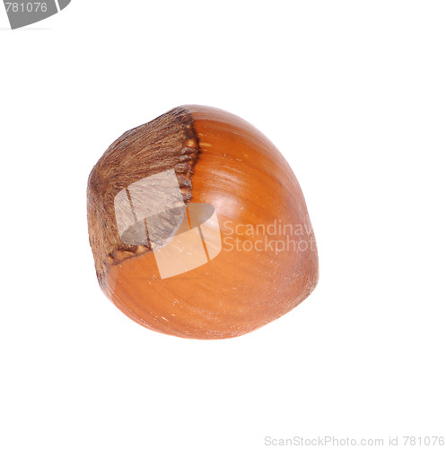 Image of hazelnut