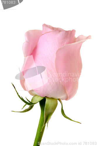 Image of pink rose
