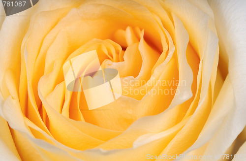 Image of yellow rose