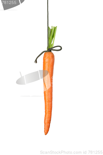 Image of Carrot