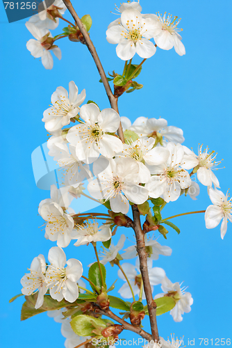 Image of Cherry Flowers