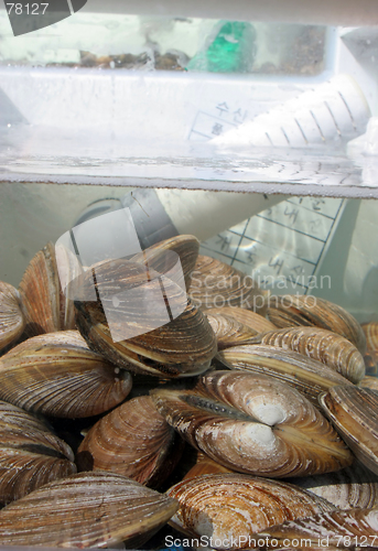 Image of Shellfish