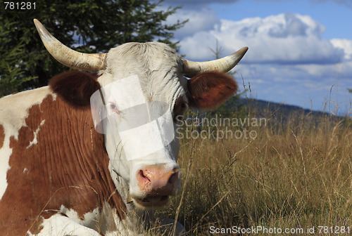 Image of Portrait of a cow