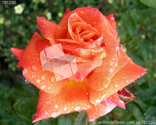 Image of Rose With Dew