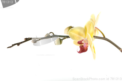 Image of orchid